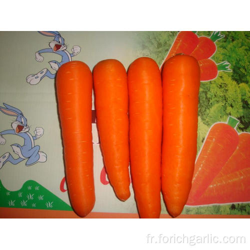 Carottes fraîches dans un carton